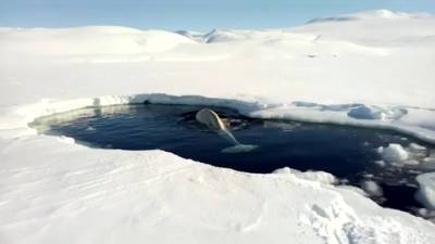 Белухи в западне: о спасении китов позаботилась погода
