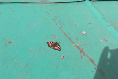 На улицах Мурманска появились бабочки