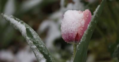 В Украину надвигается похолодание: синоптик сообщает о возможном снеге в Вербное воскресенье