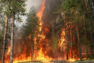 Двое забайкальцев заплатят 180 тыс. руб. за тушение произошедших по их вине пожаров