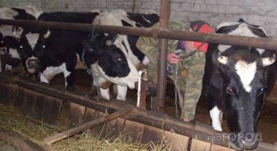 Владельцам коров в Чувашии обещают вновь раздать деньги