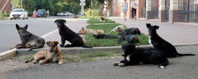 В Астрахани будут судить чиновника за халатность в отлове животных