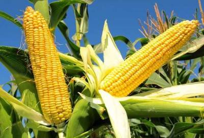 Україна забезпечує 13% світового експорту кукурудзи