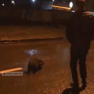 На Харьковских улицах заметили дикого бобра. Видео