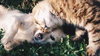 Вирусологи заподозрили собак и кошек в распространении британского штамма коронавируса