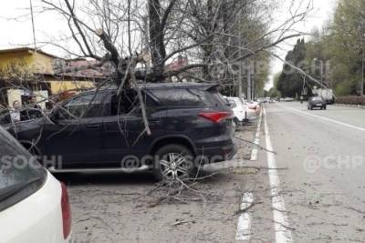 В Сочи дерево упало от ветра и повредило припаркованный автомобиль