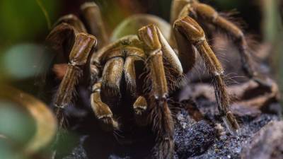 Американские ученые выяснили, как тарантулы расселились по всей Земле