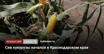 Сев кукурузы начался в Краснодарском крае