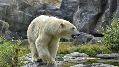 В зоопарке Екатеринбурга умер медведь, проглотивший мяч