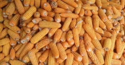 Китай стал ключевым импортером украинской кукурузы