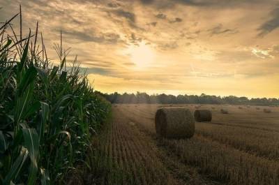 В Минсельхозе хотят нарастить производство отечественных гибридов кукурузы
