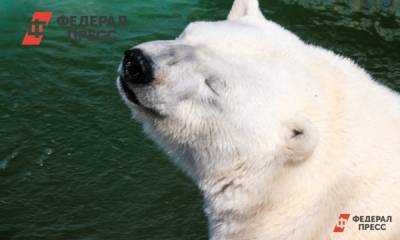 Белый медведь Умка в зоопарке Екатеринбурга умер от резинового мячика