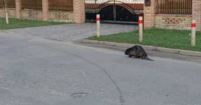 Вышел на прогулку: в Волынской области посреди города заметили бобра (фото)
