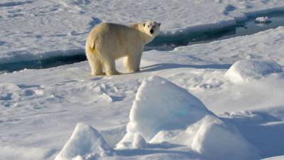 В Екатеринбургском зоопарке белый медведь Умка проглотил мячик и умер