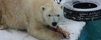 Названа причина смерти белого медведя Умки в зоопарке Екатеринбурга