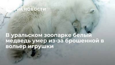 В уральском зоопарке белый медведь умер из-за брошенной в вольер игрушки