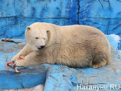 В екатеринбургском зоопарке из-за детского мячика умер белый медведь