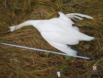 В Сокольском районе браконьер открыл огонь по семье лебедей