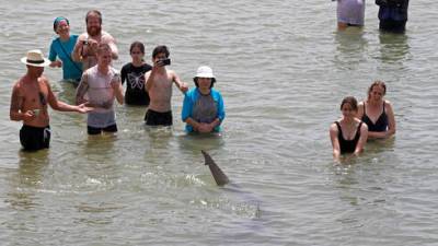 "Это закончится трагедией": десятки израильтян плавают с акулами у морского побережья