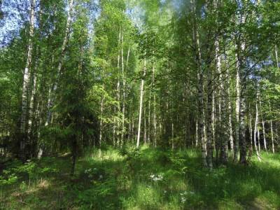 200 га поля в Тверской области заросли кустами и деревьями