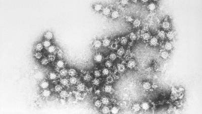 В Канаде изучили вероятность зарождения новых опасных вирусов в организме человека