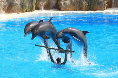 В Госдуму внесён проект о запрете вылова животных для дельфинариев