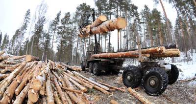 Неожиданно, но факт: запасы леса в Латвии за пять лет заметно выросли