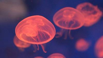 Нашествие медуз у берегов Сочи попало на видео
