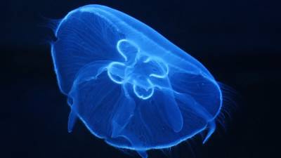 Нашествие медуз в морском порту Сочи попало на видео