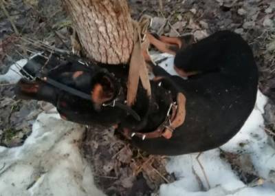 В Сыктывкаре нашли погибшего добермана, которого обмотали вокруг дерева