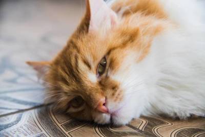 В появлении британского штамма коронавируса подозревают кошек