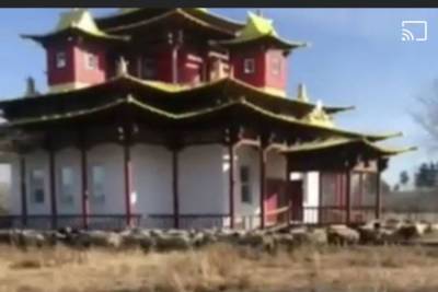 В Бурятии стадо овец зашло на территорию храма и провело буддийский обряд