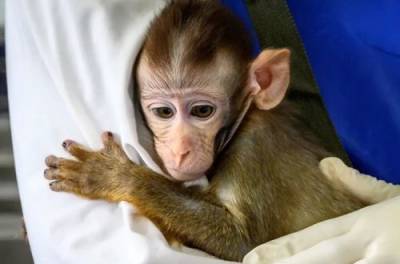 Ученые вырастили химеру, скрестив клетки человека и обезьяны