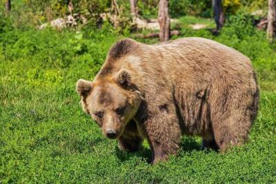 В заповедниках Оренбуржья проснулись медведи