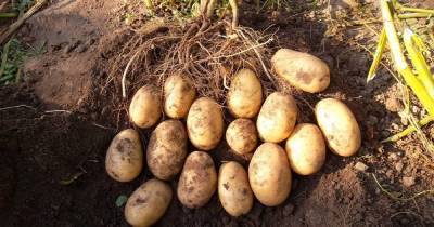Что насыпать в лунку с картофелем перед посадкой, чтобы собрать ведро урожая с куста
