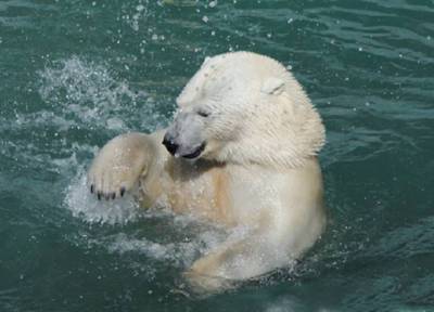 Из-за брошенного кем-то мячика: в зоопарке Екатеринбурга умер белый медведь Умка