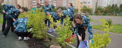 В Красноярске на посадку деревьев выделят 100 млн рублей