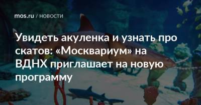 Увидеть акуленка и узнать про скатов: «Москвариум» на ВДНХ приглашает на новую программу