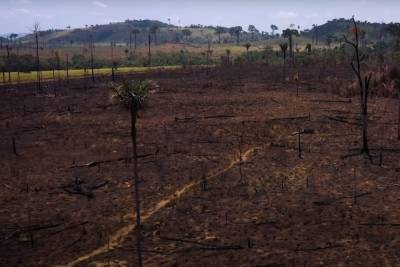 ДиКаприо попросил Байдена не подписывать с Бразилией соглашений из-за «устрашающих» вырубок Амазонии