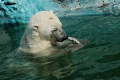 В екатеринбургском зоопарке из-за детского мячика умер медведь Умка