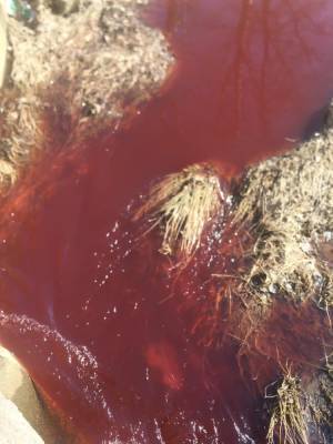 В Тосно речка окрасилась в красный цвет — видео