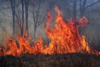 За сутки площадь природных пожаров в Приморье выросла в 10 раз