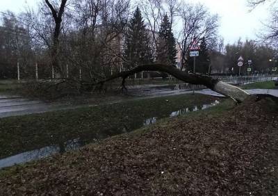 На улице Белякова дерево рухнуло на проезжую часть