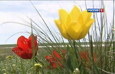 На Дону началось массовое цветение диких тюльпанов