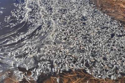 Лягушки замерзли насмерть недалеко от Хабаровска
