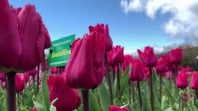 На южном берегу Крыма стартовал парад тюльпанов