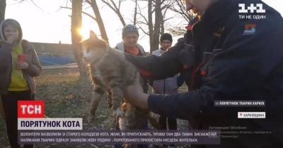 Кости и кожа: под Харьковом спасли кота, который просидел в колодце около 2 недели