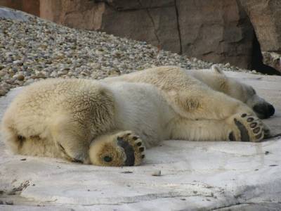 В зоопарке Екатеринбурга из-за мячика, брошенного посетителями, умер белый медведь