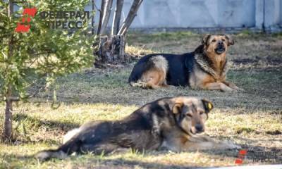 Депутаты Башкирии предлагают регистрировать домашних животных по всей стране