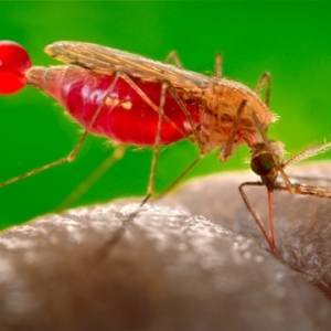 В Запорожской области ежегодно фиксируются случаи завозной малярии